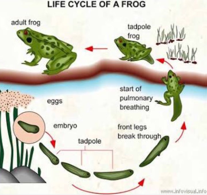 frog leopard cycle