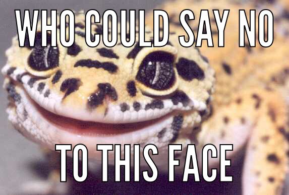 Random meme Leopard gecko thing. | Leopard Geckos Amino