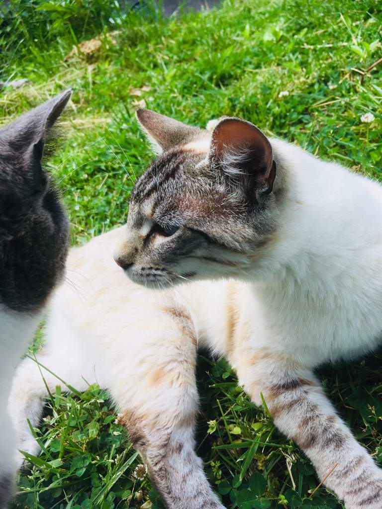 Cat Drooling (Ptyalism) Friend or Foe Cats Amino