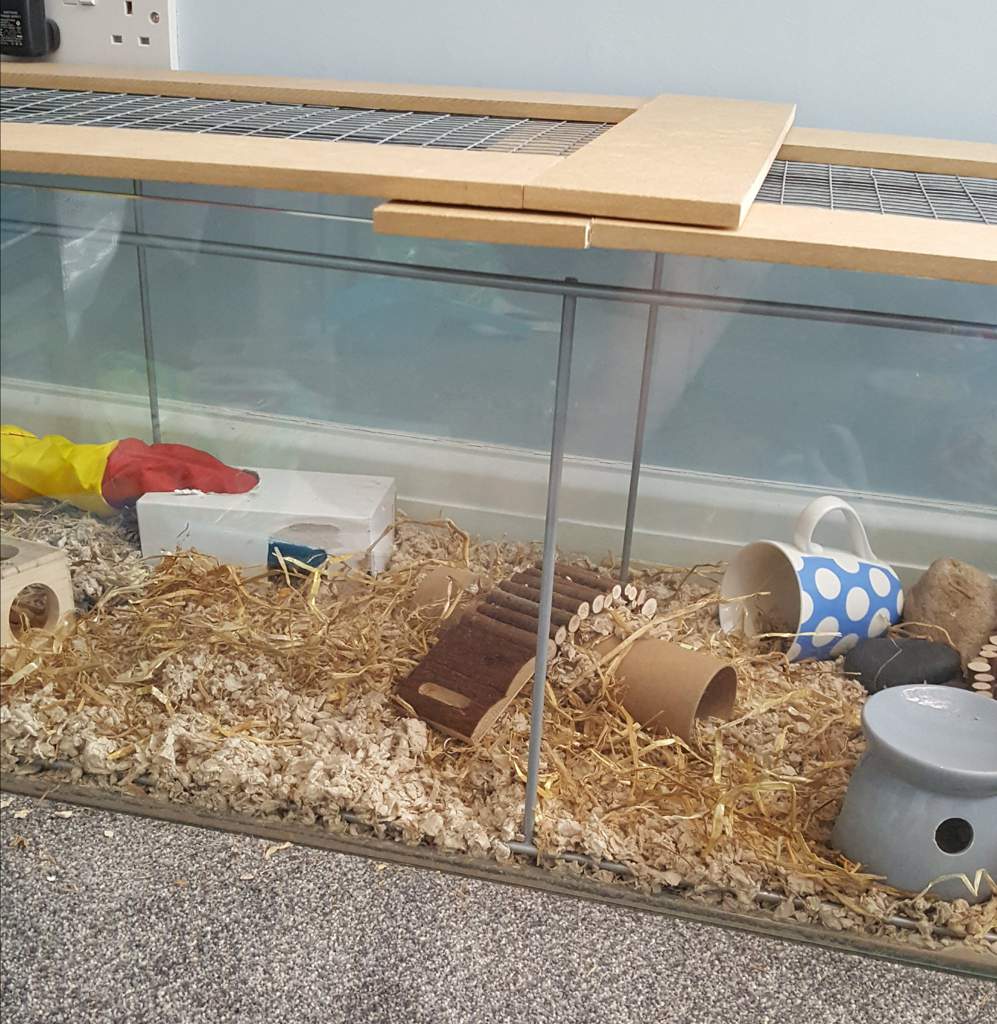 Oz's August Cage Setup! | Hamsters! Amino