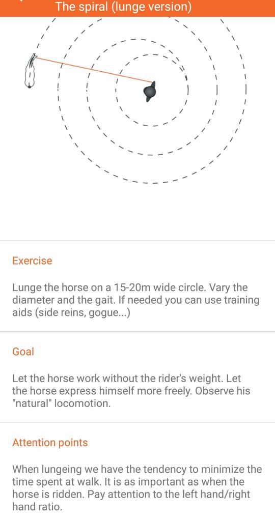 Lunging exercises Equestrian Amino