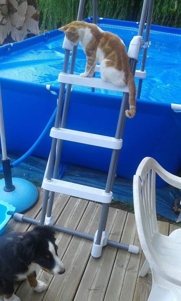 plaie chat joue