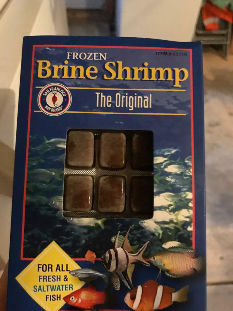 brine shrimp for betta