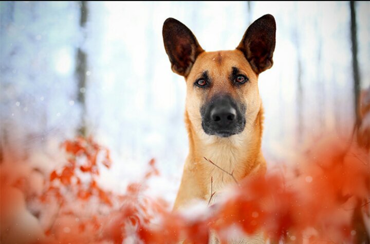 Belgian Malinois Breed Info Pets Amino