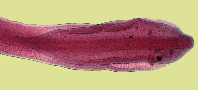 diphyllobothrium latum taxonomy