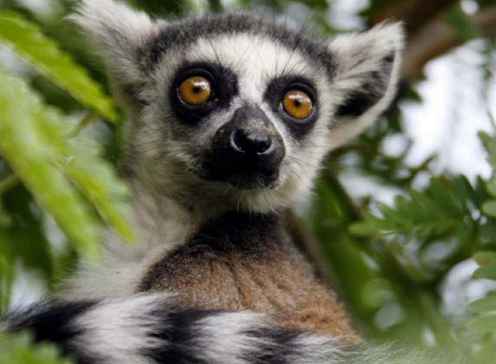 10 Ring-Tailed Lemur Facts! | Wild Animals! Amino