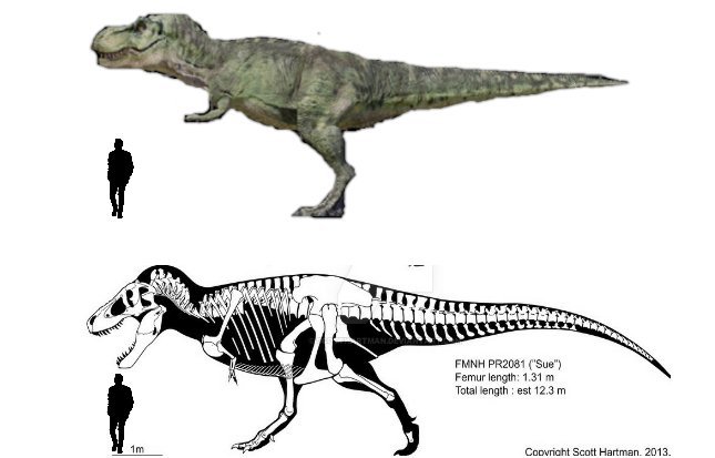 t rex dimensions