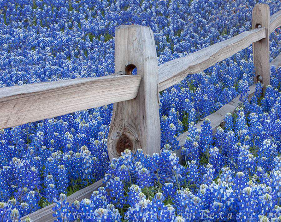 Синяя страна. Bluebonnet Texas. Bluebonnet цветок в Техасе. Люпин Техасский. Цветы Техаса.