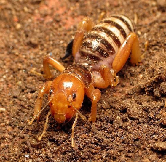 Lista 18+ Foto niño de la tierra imagen Actualizar