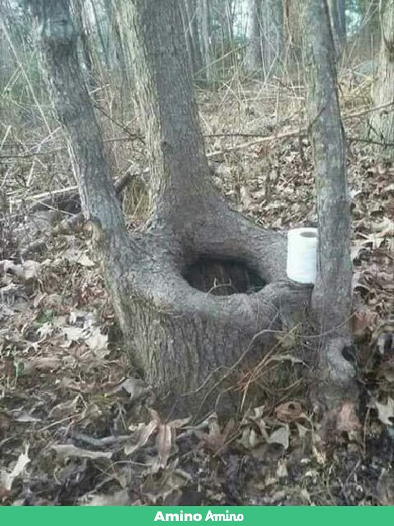 Everyone asks does a bear shit in the woods but never does a yogi bear  shit in the woods  Dank Memes Amino