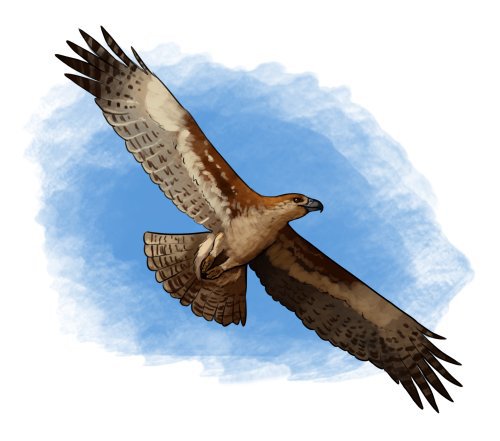 Águila de Haast | Wiki | Amino Paleontología Amino