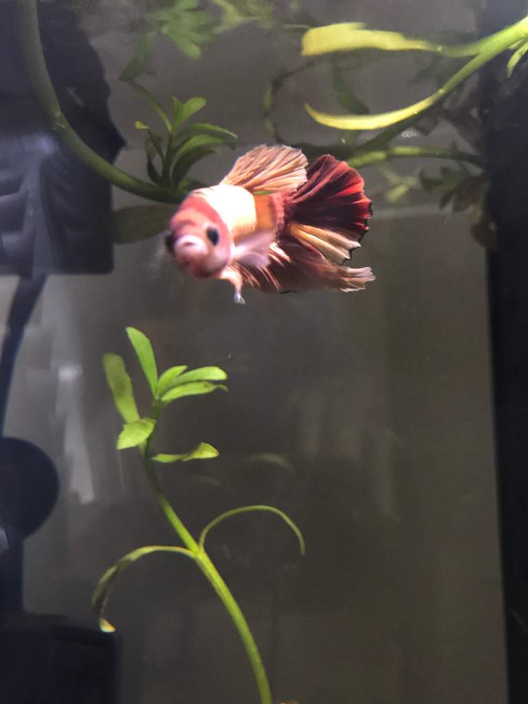 My new nemo boy ️I plan on breeding him in the future but I’m waiting ...