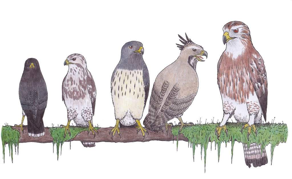 Águila de Haast | Wiki | Amino Paleontología Amino