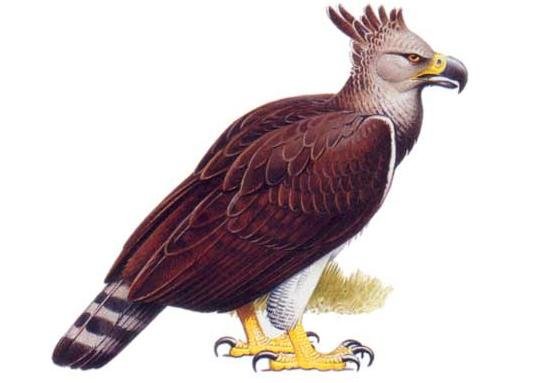 Águila de Haast | Wiki | Amino Paleontología Amino