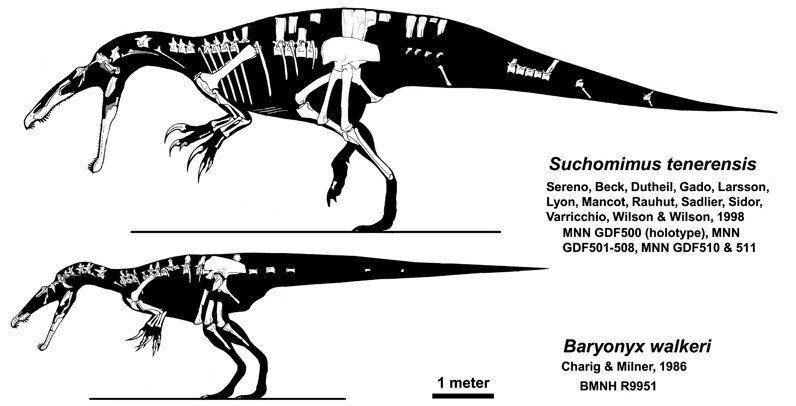 Suchomimus Wiki ⚪jurassic Park Amino⚪ Amino 