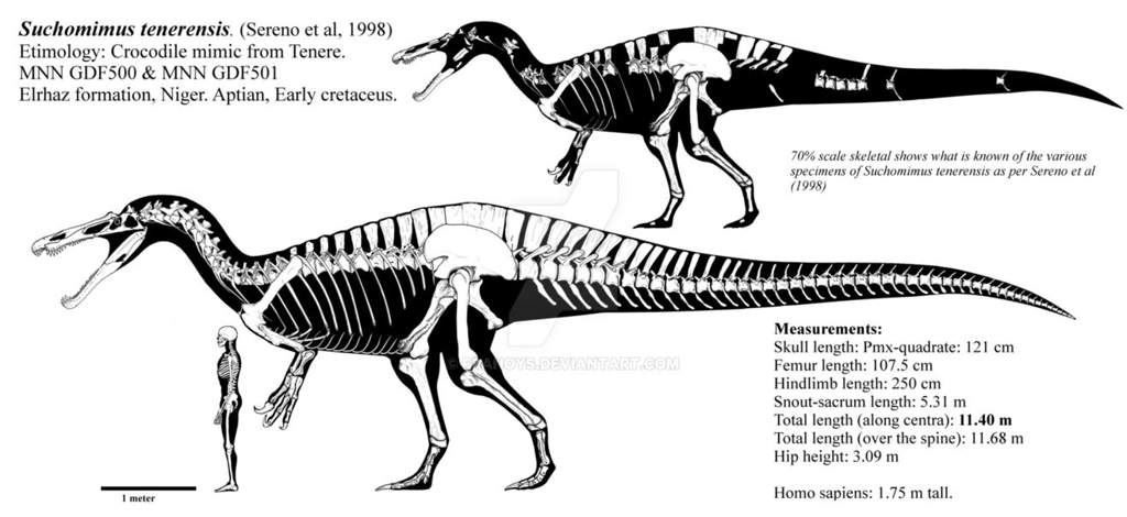 Suchomimus Wiki ⚪jurassic Park Amino⚪ Amino 