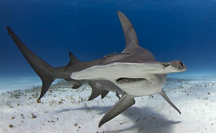hammerhead shark feeding