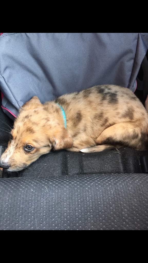 Who on lpsa has an Australian below LPS Amino