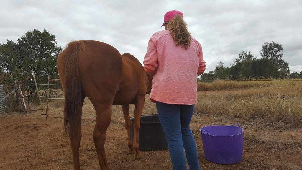 paddock-names-and-working-on-equestrian-amino