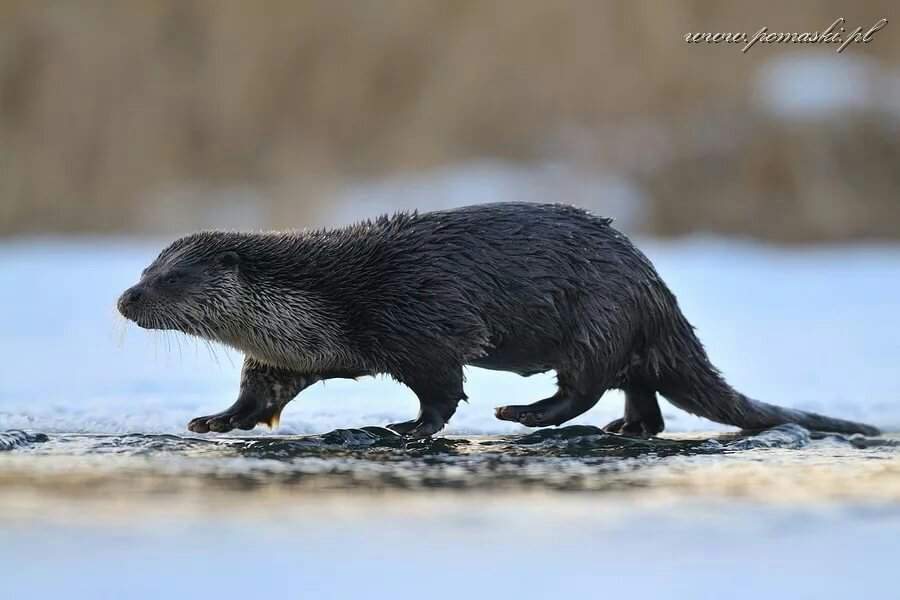 Фото выдры речной черной