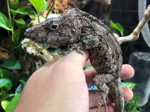 Cuban False Chameleon Information | Reptiles Amino