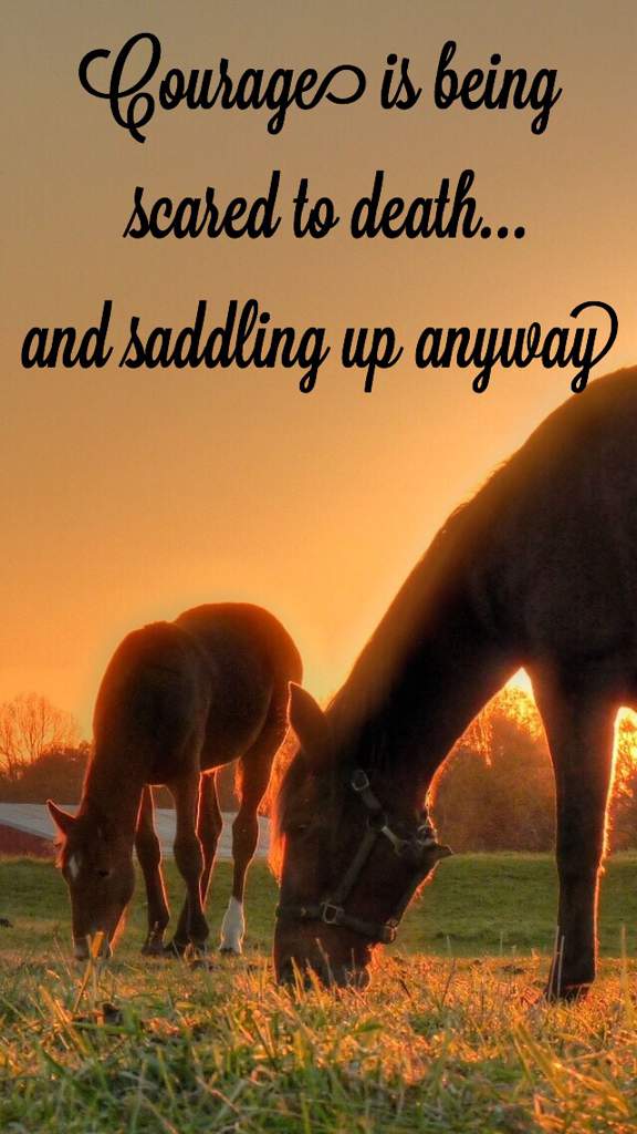 Royal Grove Stables Blog: INSPIRATIONAL HORSE QUOTES