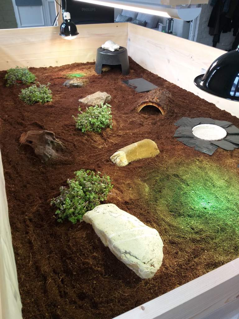 Example of a perfect tortoise enclosure- | Reptiles Amino