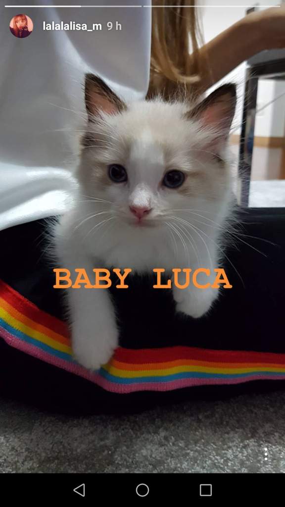 luca cat doll