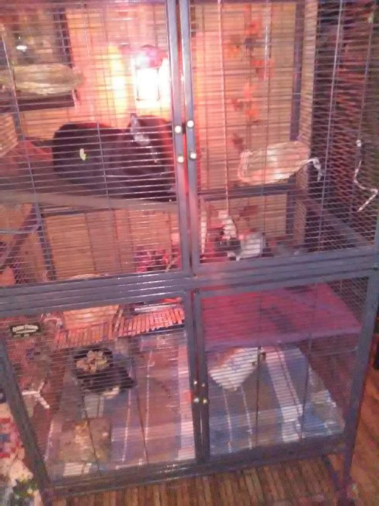 purple rat cage