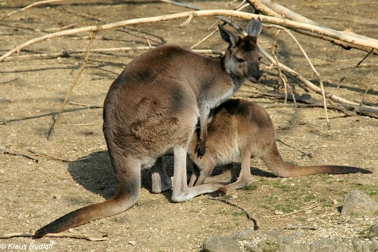 Спаривание кенгуру. Семейство кенгуровых. Антилоповый кенгуру. Кенгуру Евгении.