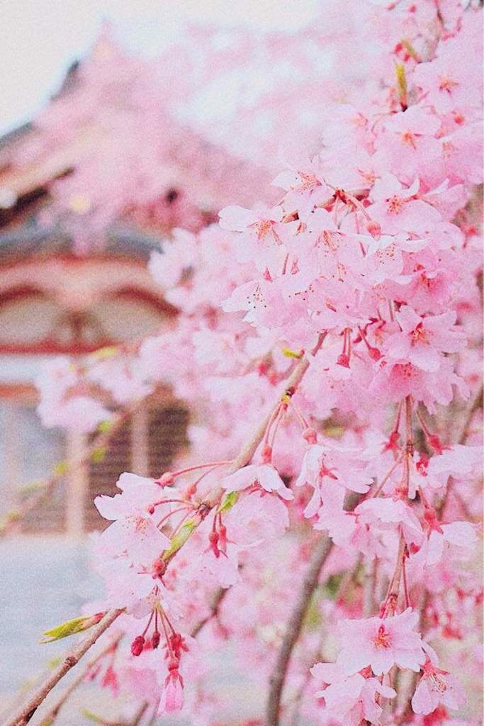 Cherry Blossoms | Aesthetic World Amino