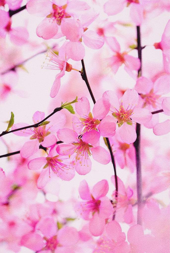 Cherry Blossoms | Aesthetic World Amino