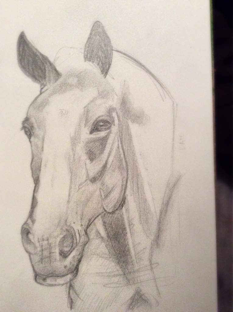 Horse Head Drawing Tutorial | Equestrian Amino