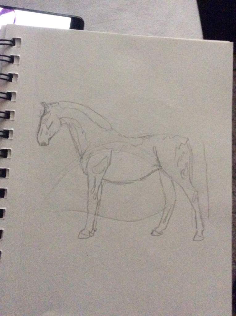 How I Draw Full Body Horses Equestrian Amino