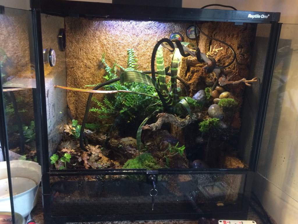 Planted Red Eyed Tree Frog Vivarium 