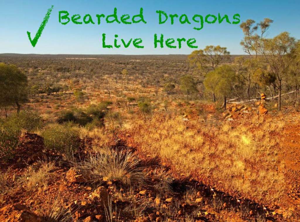 The Bearded Dragon Guide Wiki Bearded Dragon Amino! Amino