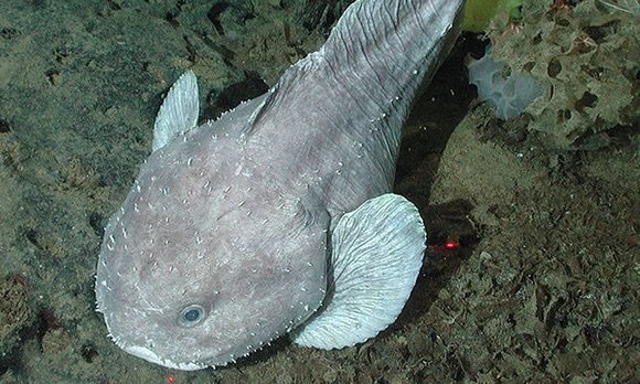 cuddly blobfish