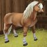 amino-💖🐴Savvy_CometHunter🐴💖-cfa8e970