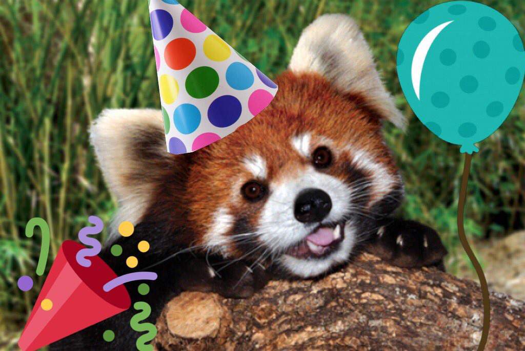 Red Panda Day Charity Event/Raffle (OVER) .
