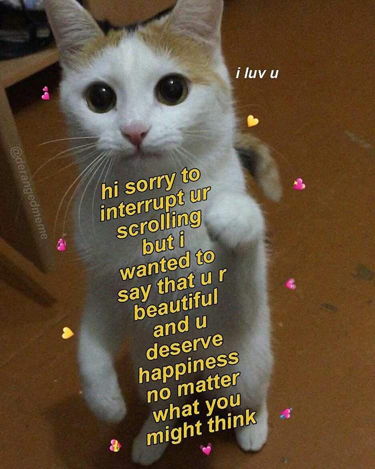 Mainly Wholesome Cat Memes Coz I Love N Yall Furry Amino