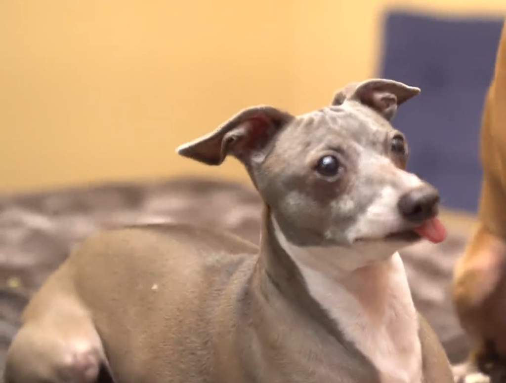 what breed is kermit jenna marbles dog