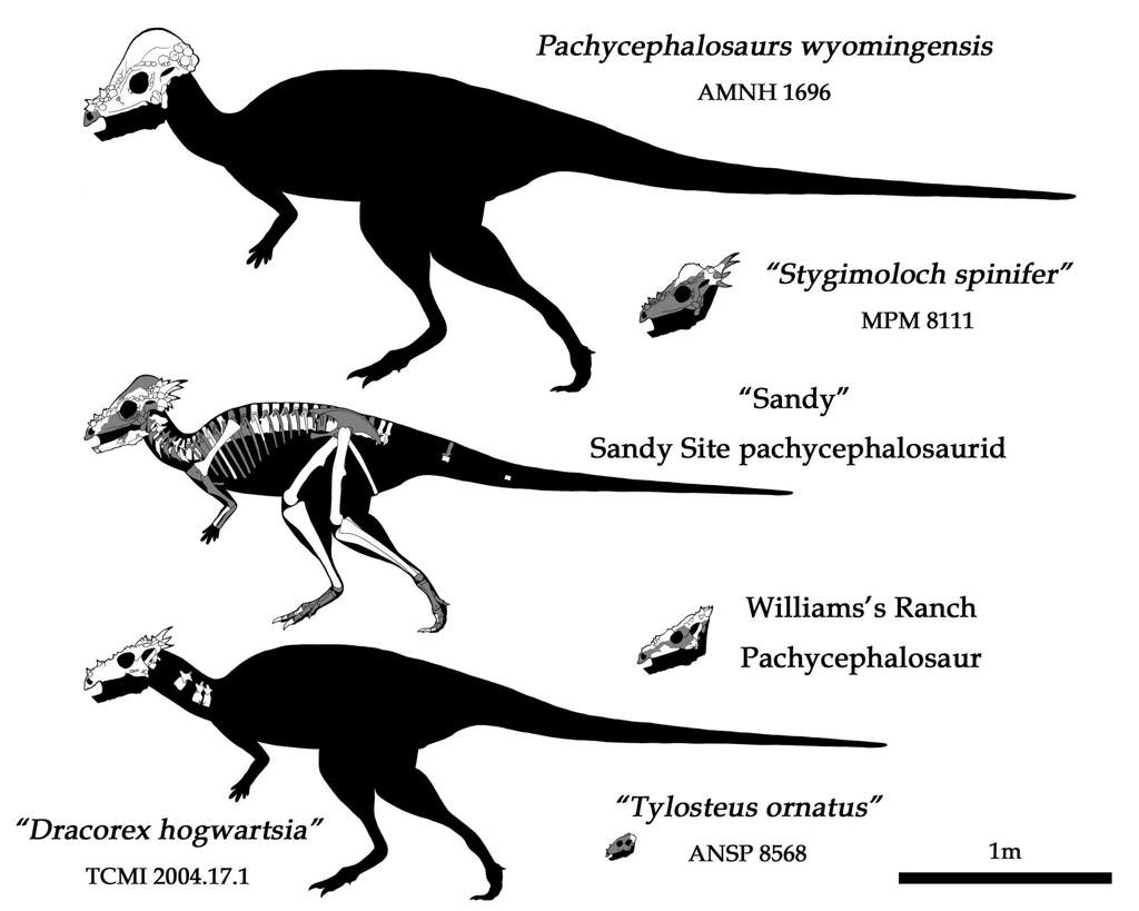 The Case For Flat-domed Pachycephalosaurs | Science Amino