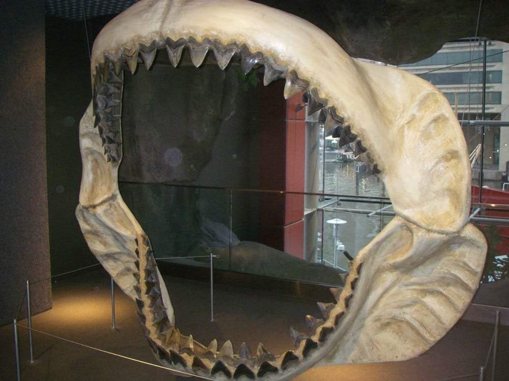 Большие зубы акулы. Акула МЕГАЛОДОН кости. МЕГАЛОДОН челюсть. Кархародон МЕГАЛОДОН челюсть. Зуб акулы МЕГАЛОДОН.