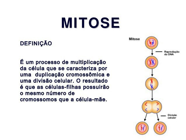 MITOSE E MEIOSE | Tudo Sobre Ciências Amino