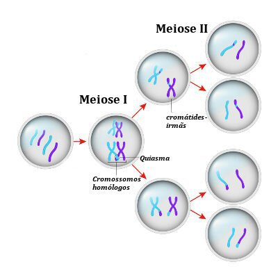 MITOSE E MEIOSE | Tudo Sobre Ciências Amino