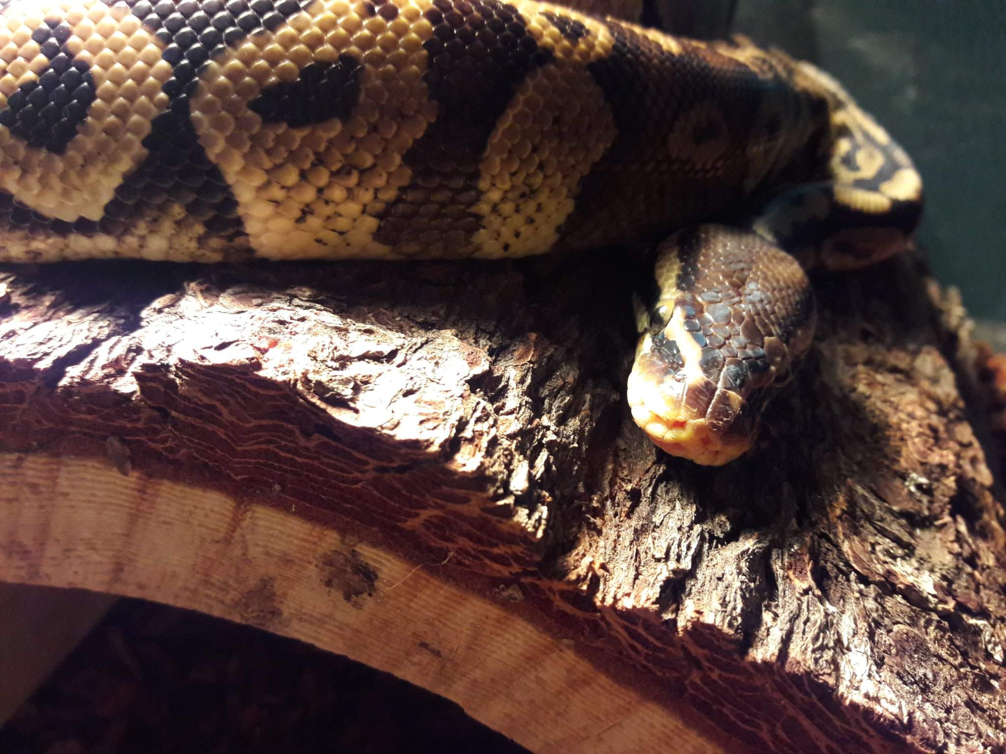 Solitary Animal PSA | Snake Amino Amino