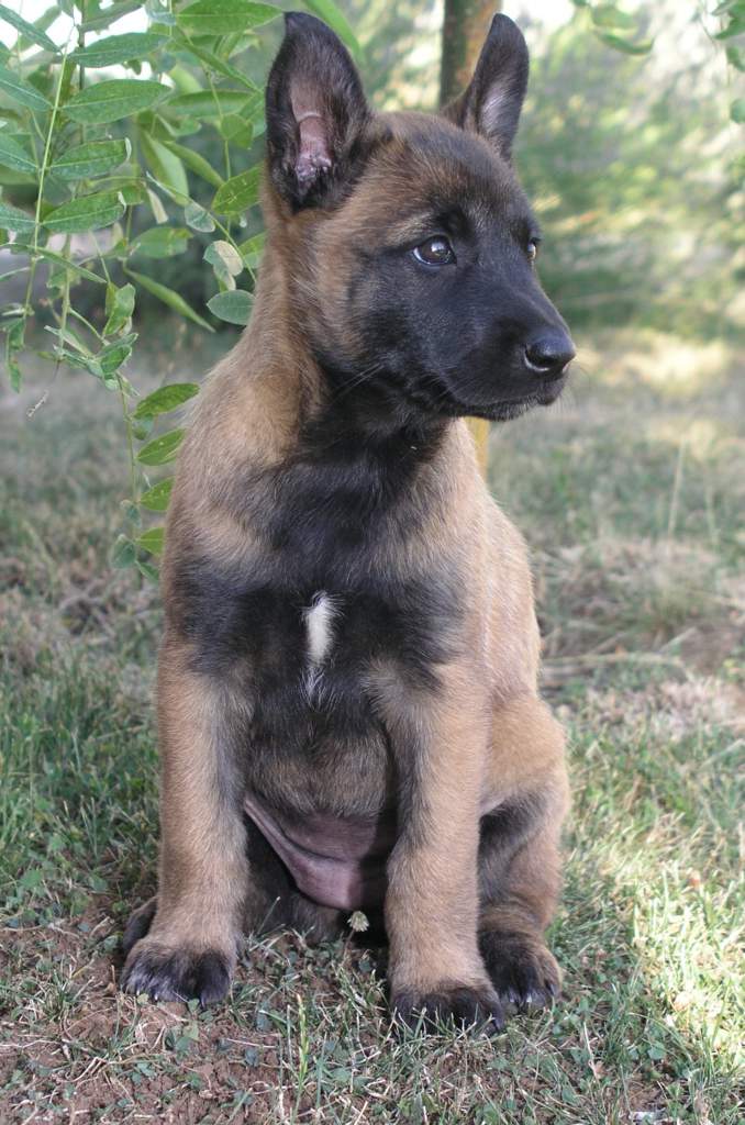 are belgian tervuren noisy