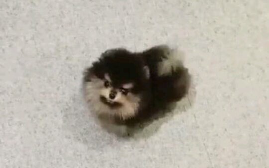 -Yeontan | Wiki | Big Hit Amino Official Amino