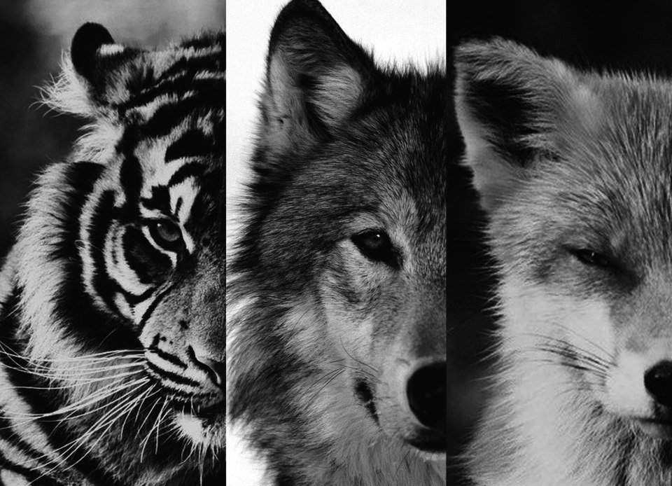 Тигр волк лиса. Волк и тигр. Тигр Лев и волк. Тигр и лиса. Тигра волк.