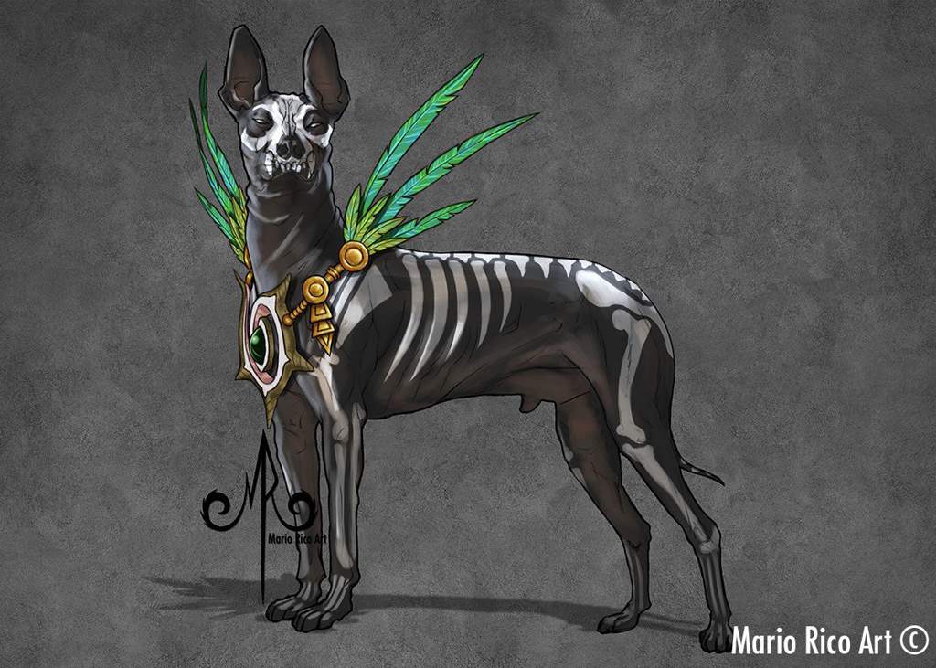 El Xoloitzcuintle (Raza de perro sagrada) ⛦☽Mas Alla Del Misterio☾⛧ Amino El Xoloitzcuintle (Raza de perro sagrada) ⛦☽Mas Alla Del Misterio☾⛧ Amino